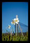 Foto scattata con una Nikon D70s prestata da un amico e presentata al mio test finale di fotografia alla scuola che sto facendo.  piaciuto molto il contrasto tra la natura e le crazioni umane, che sembrano interagire.
Critiche molto ben accette... cosi miglioro! 
Grazie!!!