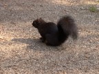 REGNO ANIMALE 2
