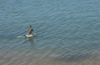 gabbiano a pelo d'acqua