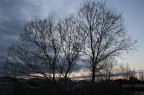 alberi spogli