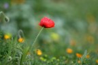 fiore nel prato