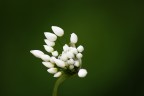 White buds
Sony A200 75-300 300mm 1/250s F5,6 ISO 100
Commenti e Critiche ben Accetti