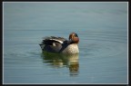 avocetta