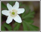 Posto questa foto per un mio quesito personale:pu una semplice immagine di un fiore bianco a primavera destare attenzione?Forse un'immagine troppo inespressiva che non ha niente da raccontare....