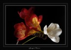 spring@flowers
