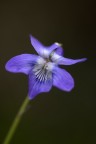 Fiore