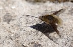 Bombylius Mayor