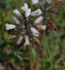 apina
