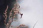 coccinella