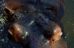 Vi presento...l'ippopotamo!Nella mitologia egizia l'ippopotamo era il simbolo della fecondit.
Questo animale  piuttosto agile, in caso di necessit pu caricare - o scappare - a 30 chilometri orari circa! L'abitudine dell'ippopotamo di strappare l'erba raso al suolo nelle sue zone di pascolo contribuisce a evitare gli incendi di savana in un raggio di 3 chilometri lungo le sponde dei corsi d'acqua.