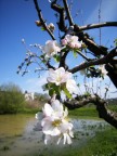 il pesco in fiore