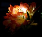 Fiore nel buio