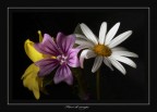 Fiori di Campo
