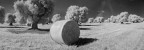 quattro scatti uniti con PS, Canon A85 filtro Infrared