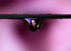 drop portrait