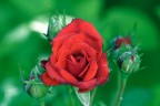Rose e roselline