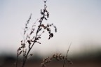 coccinella controluce