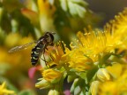 Dittero su fiore