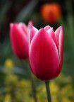 tulli tulli tulipan