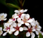 Fiori di primavera Fiori di primavera
