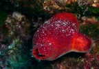 Capraia - pomodoro di mare