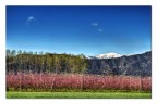 Primavera