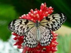 Uno dei miei tentativi di fotografare qualche ospite della Butterfly House di Collodi.

Panasonic DMC-TZ5 a F4,9 1/100sec ISO100 distanza focale 47mm scattata a mano libera