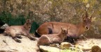 MAMMA COI PICCOLI DI STAMBECCO