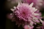 Fiore rosa