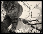 Minu sull'albero