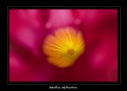 Canon Eos 20d+Canon 50mm f/2,5 macro