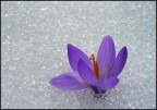 Dalla neve