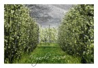 Vignola in fiore 2008....