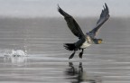 Renzo-Cormorano