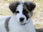 Sono alle prese con prove fotografiche per familiarizzare al meglio con la mia Fuji.
Questa volta il mio soggetto  un cucciolo curiosone che, dopo aver inseguito un po' di persone che andavano sui pattini, si  sdraiato all'ombra e mi ha rivolto uno sguardo :)
Ogni consiglio e suggerimento e/o critiche sono sempre ben accetti per migliorare i miei scatti.
Grazie a tutti in anticipo!