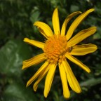 Giallo con ospite