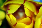 Un mondo racchiuso tra petali