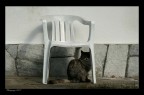 Gatto