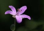 fiore di campo