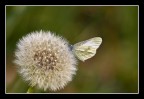 sul soffice fiore..