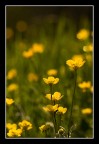 ..yellow