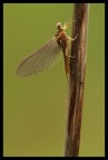 Effimera - Baetis rhodani