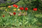 Tulipani