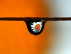 Daisy drop