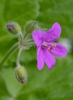 Fiorellino primaverile