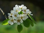 Primaverile