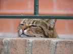 Gatto assonnato