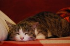 L'unico gatto che fa la sogliola per riposare