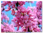 e' Primavera.......
