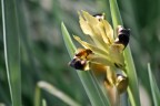 Orchidea Nera